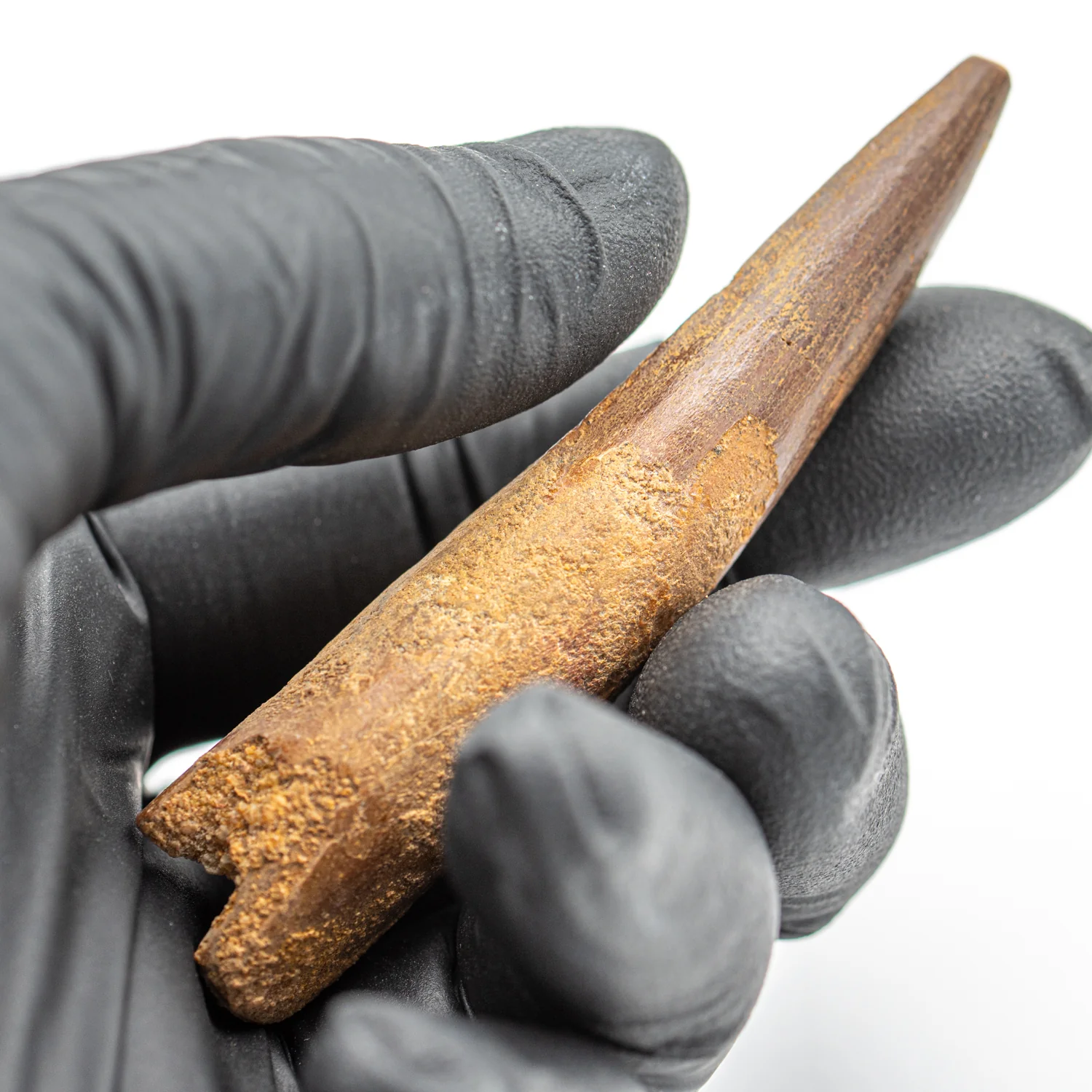 Spinosaurus Tooth - SOLD 2.791" Natural Wear Fossil
