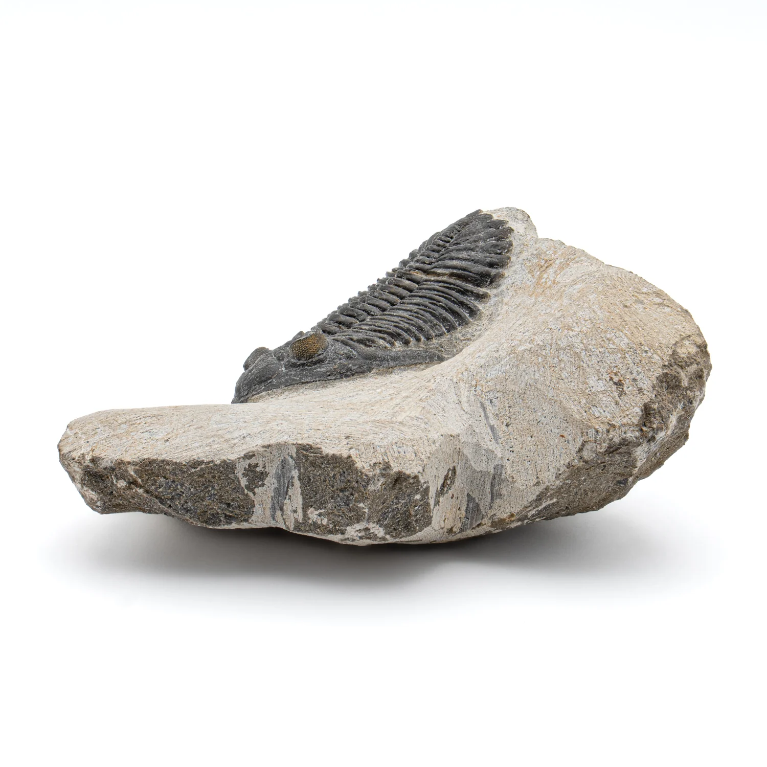 Trilobite - SOLD 2.337" Devonian Fossil - Image 3